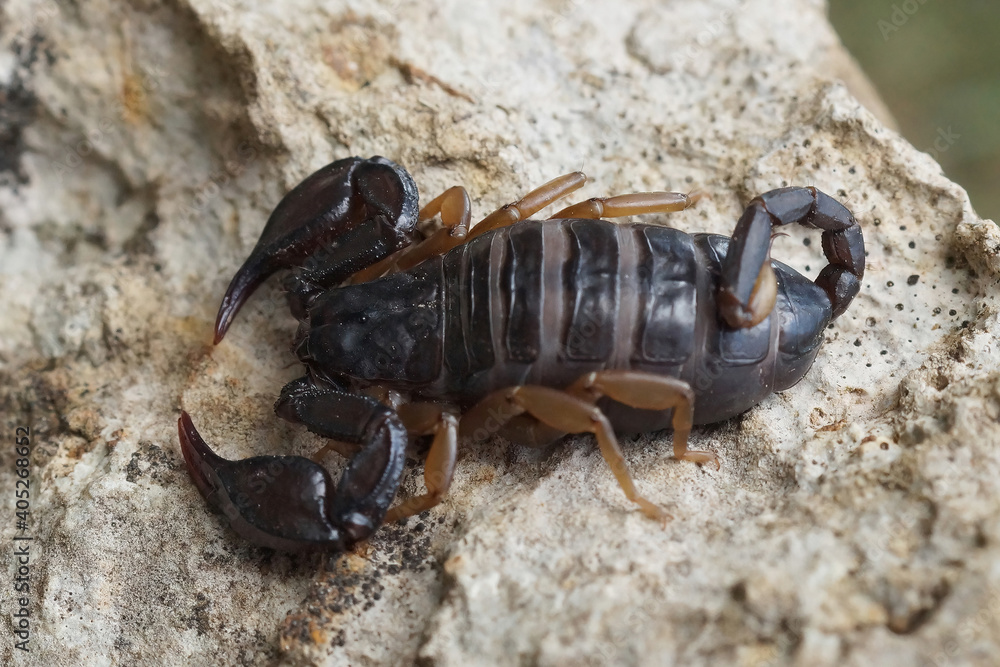 Close up of a European Yellow-tailed Scorpion, Euscorpius flavicaudis Close up of a European Yellow-tailed Scorpion, Euscorpius flavicaudis