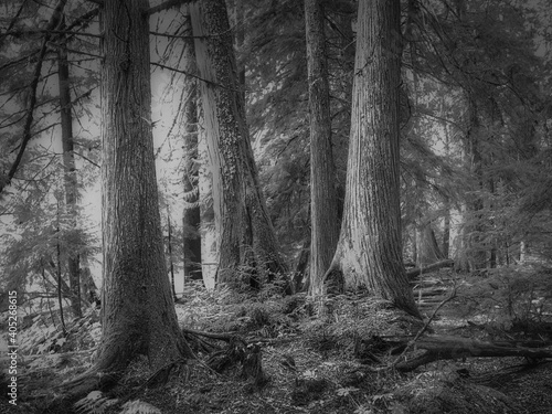 Fototapeta Naklejka Na Ścianę i Meble -  Cedar Forest