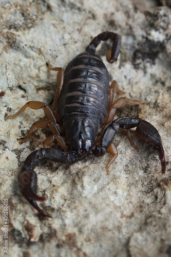Close up of a an adult European Yellow-tailed Scorpion, Euscorpius flavicaudis on a stone