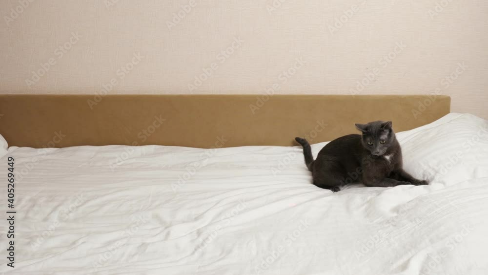 Beautiful playful gray cat runs on a white bed. Beautiful playful gray cat runs on a white bed.