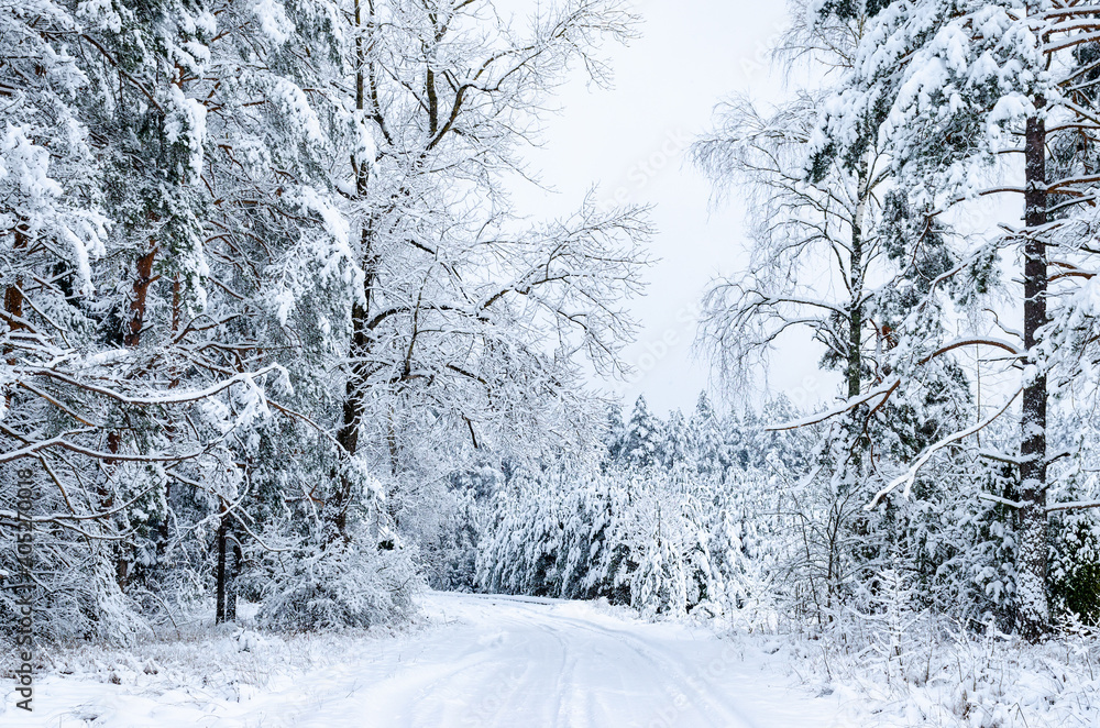 Fototapeta premium A path in the forest covered in snow. Winter landscape.
