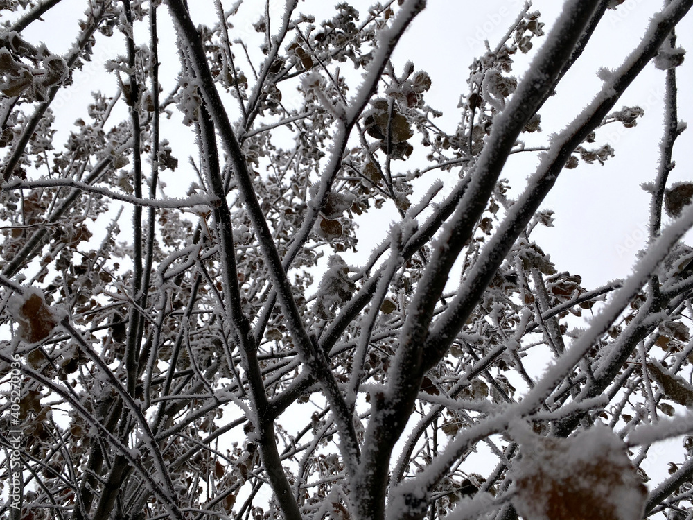 Obraz premium Tree branches with yellow leaves under the hats of snow.