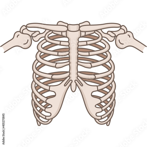 The thoracic cage