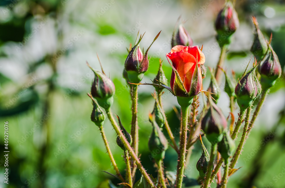 A bush of orange rose buds in the garden A bush of orange rose buds in the garden