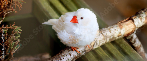 White finch during winter season