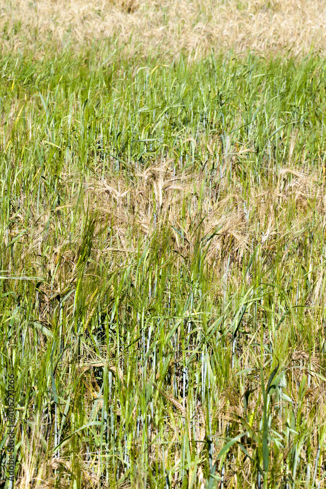 Obraz premium agricultural cereals- wheat or rye products
