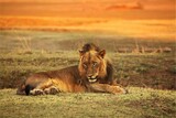 A Lion male (Panthera leo) lying on the green grass.