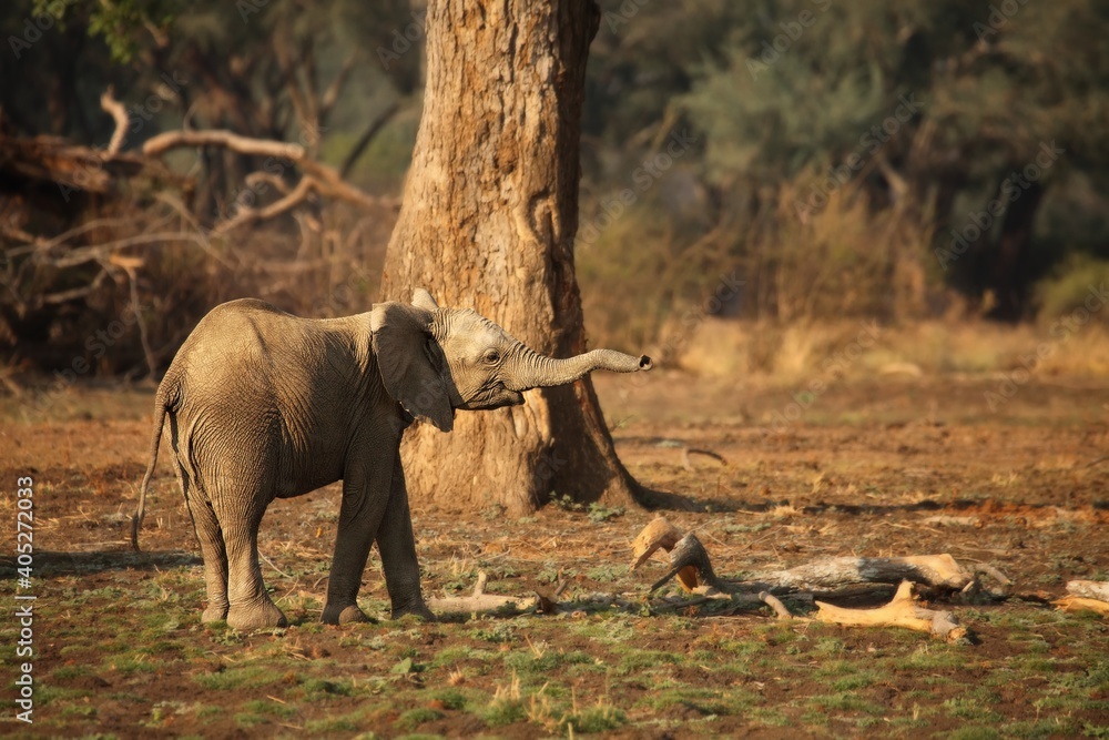 Fototapeta premium A African elephant (Loxodonta africana) on the green grass in the morning.