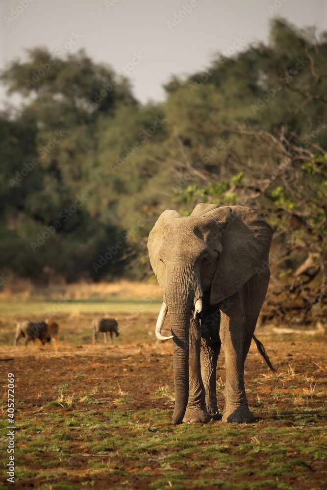 Fototapeta premium A African elephant (Loxodonta africana) on the green grass in the morning.