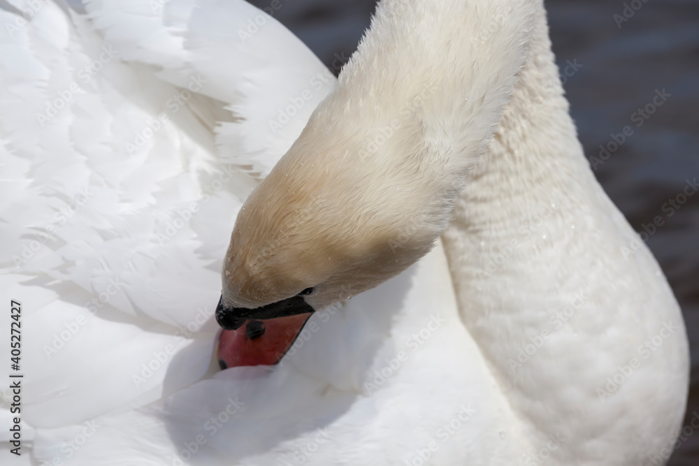 Obraz premium Swan in spring