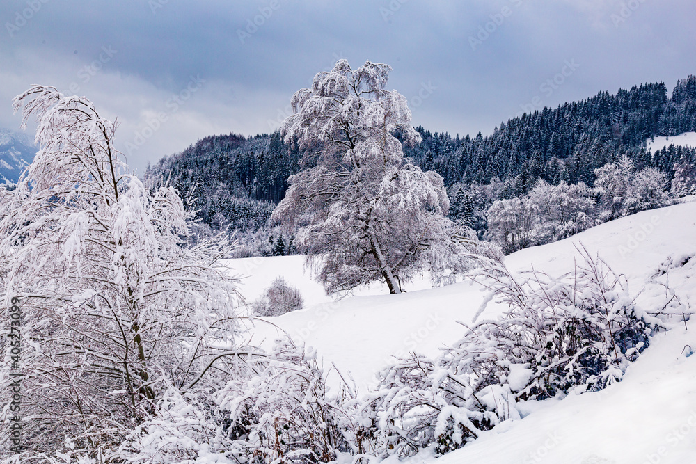 Fototapeta premium Allgäu - Winter - Neuschnee - Baum - Alpen - Tree