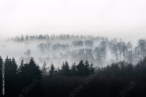 nebeliger Wald mit Blick von oben in schwarz/weiß