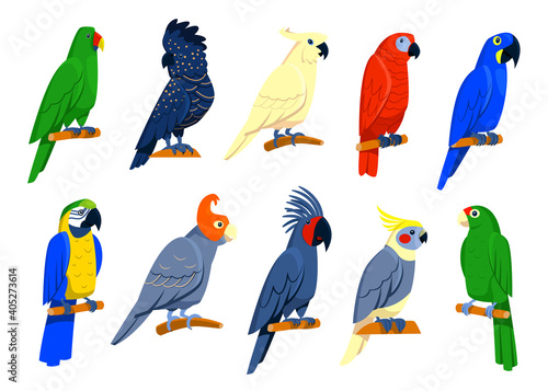Bright tropical parrots set. Exotic birds sitting on branches, red or blue macaw, blue cockatoo, grey and amazon parrots. Isolated illustrations for jungle wildlife, Caribbean islands fauna concept