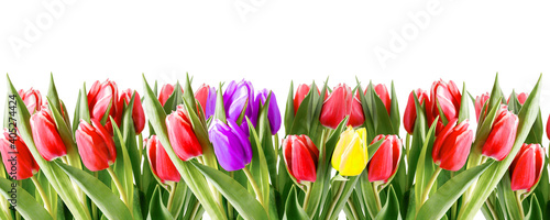 Holliday floral tulip flowers banner border.