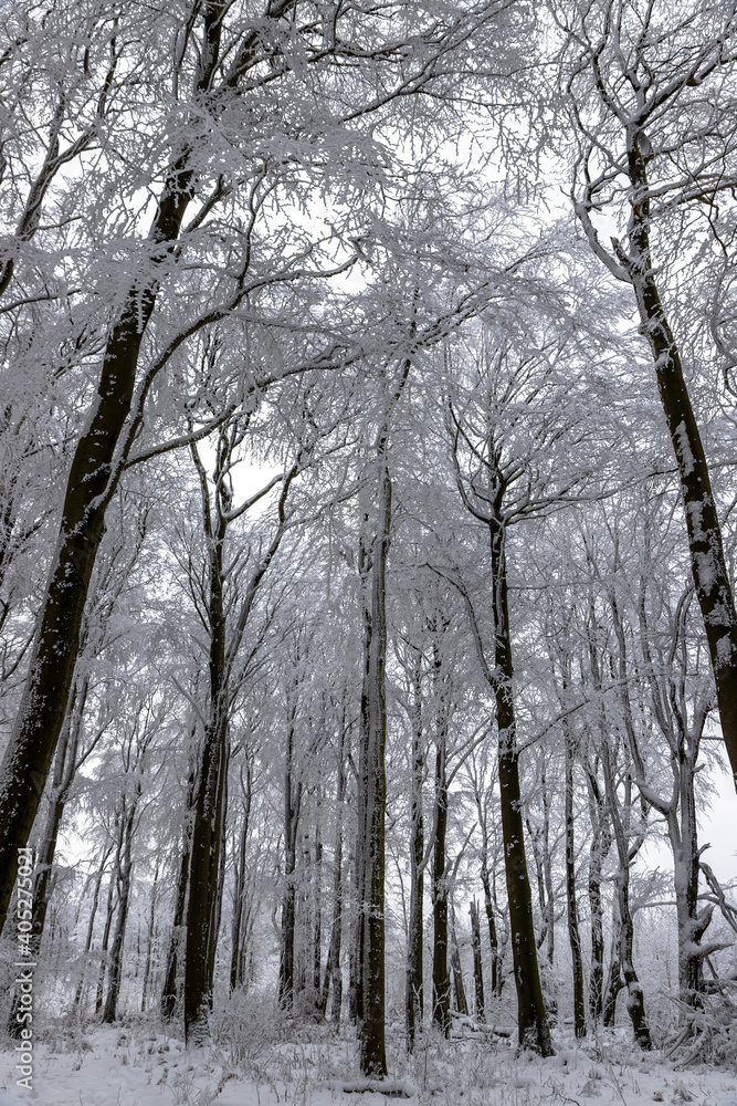 schneebedeckte Bäume schneebedeckte Bäume