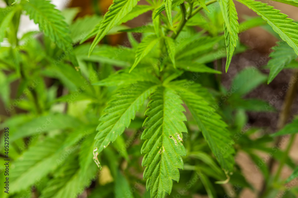 
marijuana \ cannabis plants planted in a garden (outdoors) in a natural way for cbd production in a home production.