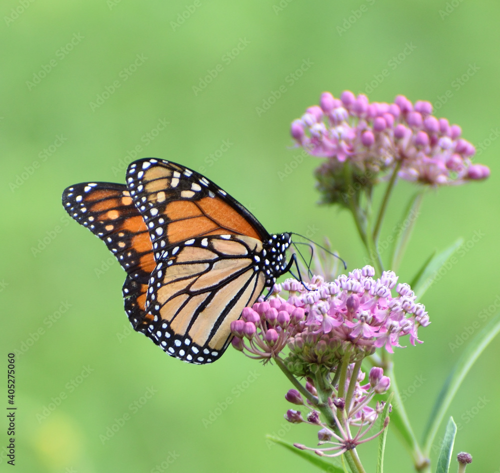 Fototapeta premium Monarch Butterfly on Wildflowers