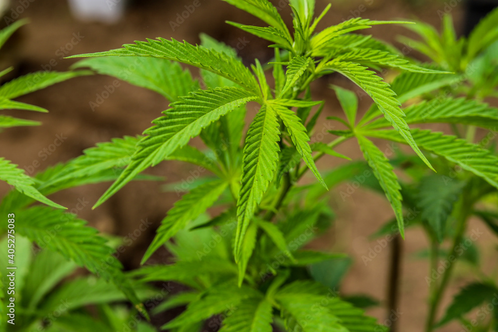 marijuana \ cannabis plants planted in a garden (outdoors) in a natural way for cbd production in a home production.
marijuana \ cannabis plants planted in a garden (outdoors) in a natural way for cbd production in a home production.