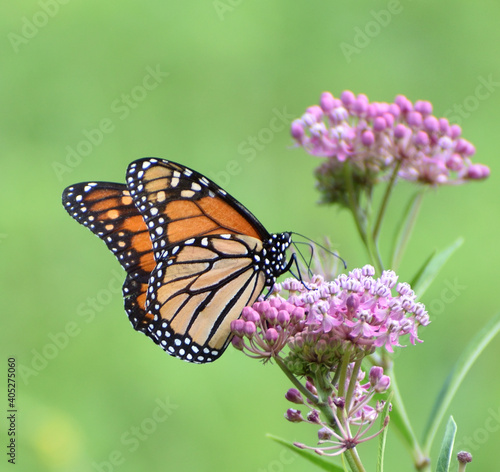 Monarch Butterfly on Wildflowers © Nathan
