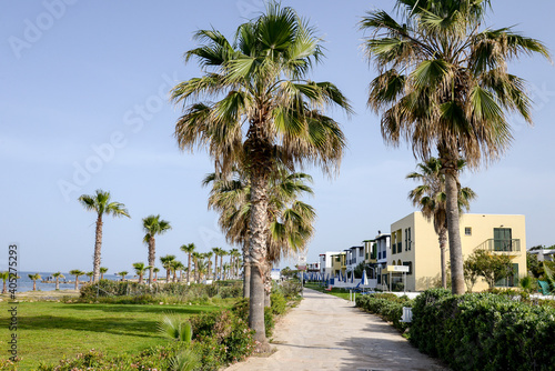 palm trees on the beach © Elena Umyskova