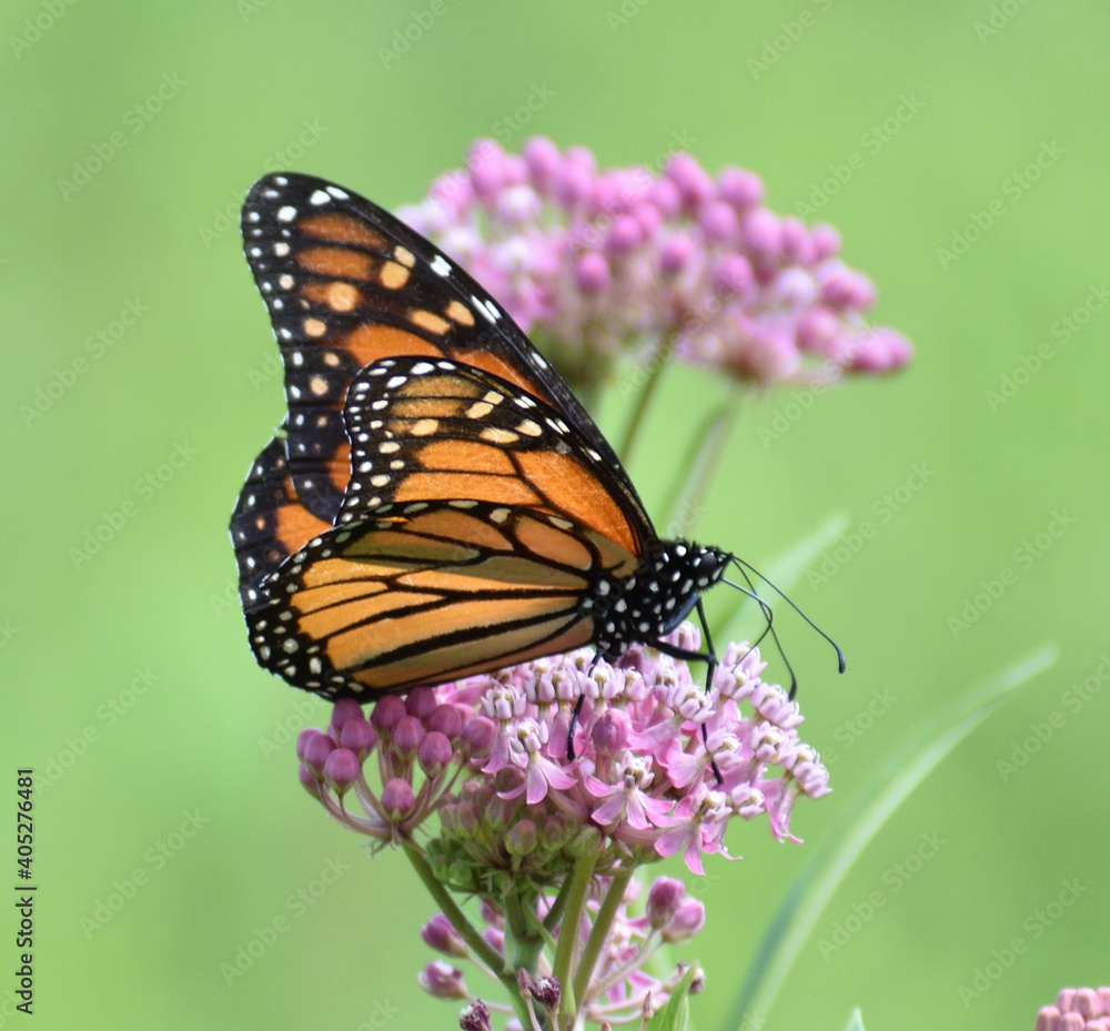 Fototapeta premium Monarch Butterfly on Wildflowers