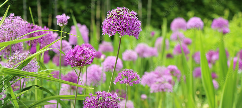 Obraz premium Spring garden with flowers