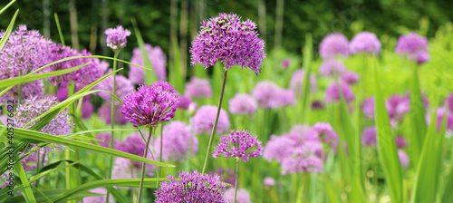 Fototapeta Naklejka Na Ścianę i Meble -  Spring garden with flowers