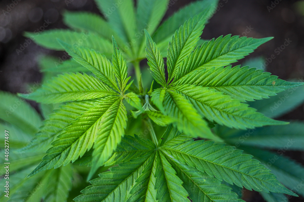 marijuana \ cannabis plants planted in a garden (outdoors) in a natural way for cbd production in a home production.
marijuana \ cannabis plants planted in a garden (outdoors) in a natural way for cbd production in a home production.
