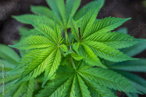 Fototapeta Naklejka Na Ścianę i Meble -  
marijuana \ cannabis plants planted in a garden (outdoors) in a natural way for cbd production in a home production.