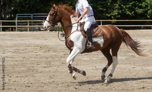 Man riding a pinto horse at gallop