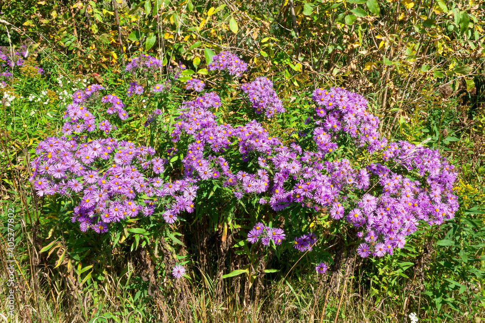 A bunch of little purple flowers