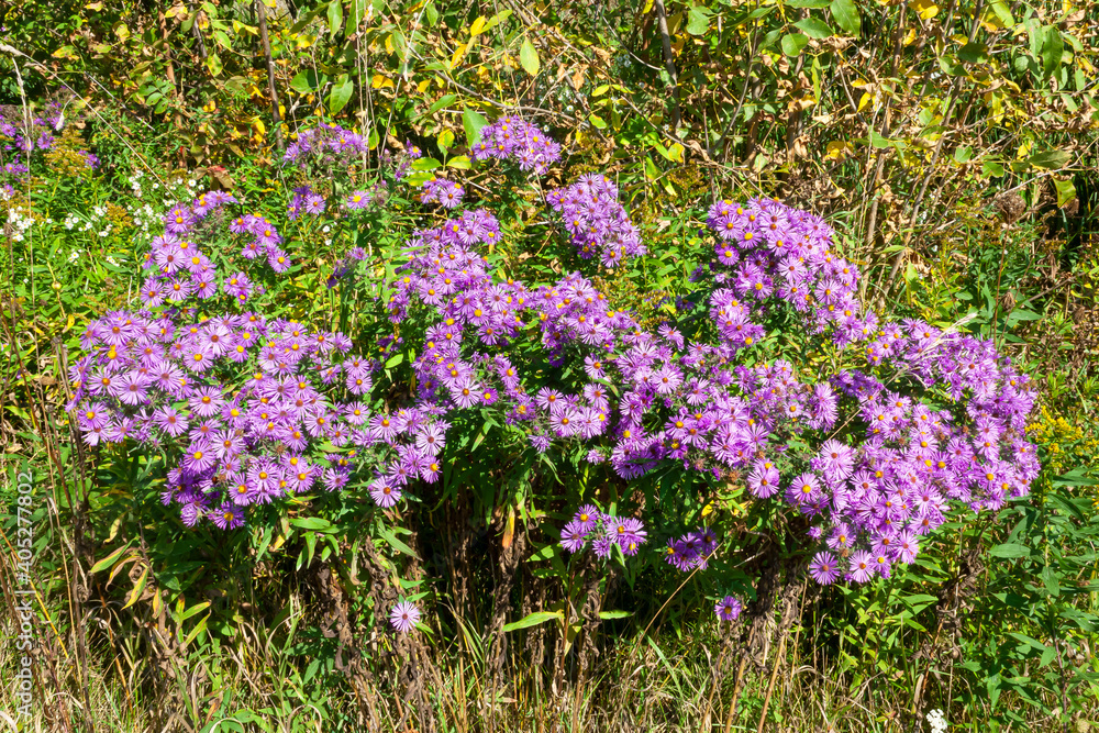 Fototapeta premium A bunch of little purple flowers