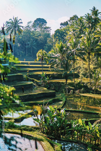 Idyllische Reisfelder in Ubud, Bali, Indonesien. Traumhafter Ausblick im Morgenlicht. Dschungel und Natur in voller Pracht.