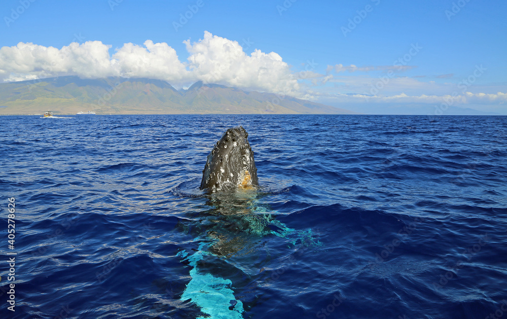 Naklejka premium Whale breaching - Humpback whale - Maui, Hawaii