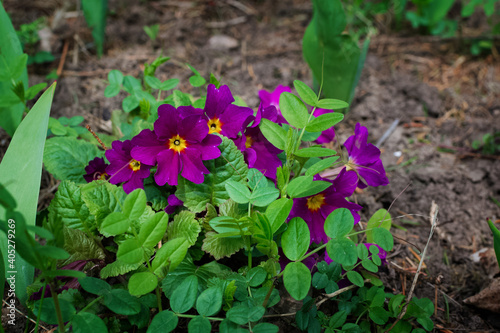 Garden and vegetable garden.Spring planting.Young primrose flower seedling sprouted on the ground in the beds.Eco-friendly cultivation of vegetables and fruits.Spring festival.floriculture.close up