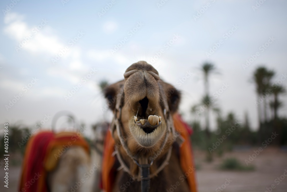 Naklejka premium Camel at Morocco