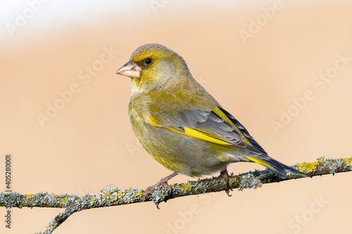 European greenfinch (chloris chloris) on a forest branch on an unfocused background