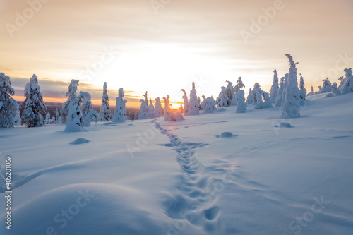 Sun behind full of snow tree in a top of a coline and a path of footprints