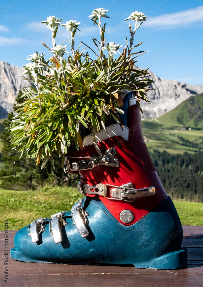 An old ski boot turned into a vase for a bunch of edelweiss. Stock Photo |  Adobe Stock