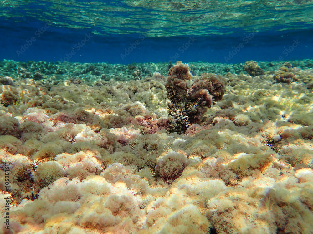 Fototapeta premium Underwater Scene - Tropical Seabed With Reef And Sunshine, underwater blue ocean wide background with reef sea bottom, Real natural underwater view of the Mediterranean Sea