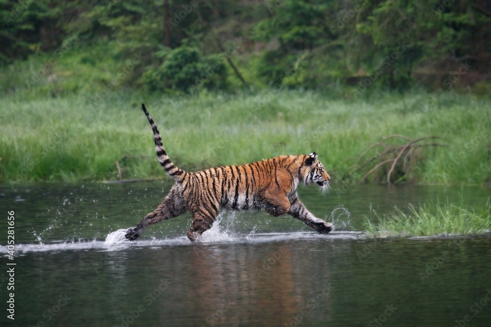 Fototapeta premium The Siberian tiger (Panthera tigris Tigris), or Amur tiger (Panthera tigris altaica) in the forest walking in a water.