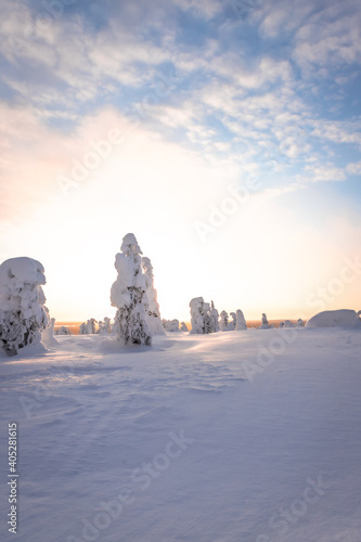 Trees with sunset behing in a snowy and wilderness landscape