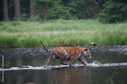 The Siberian tiger (Panthera tigris Tigris), or  Amur tiger (Panthera tigris altaica) in the forest walking in a water.