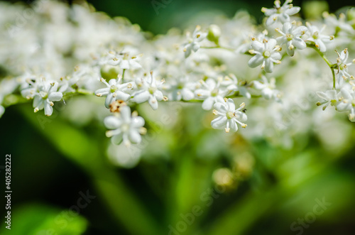 White flowers of the plant Sanbucus nigra 