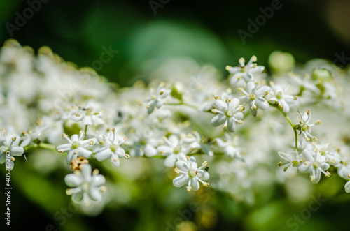 White flowers of the plant Sanbucus nigra 