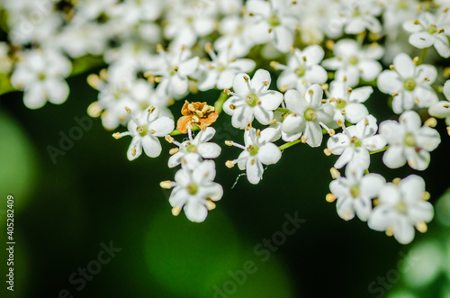 White flowers of the plant Sanbucus nigra 