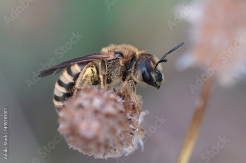Close up of a female great banded furrow bee, Halictus scabiosae photo