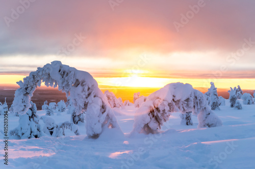 Sun behind two full of snow tree in a top of a coline