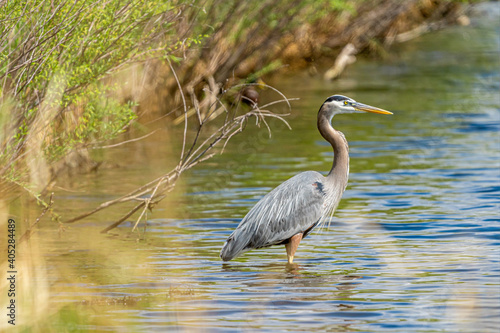 Heron