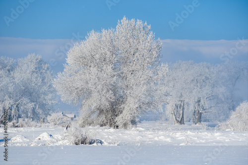 snow covered trees